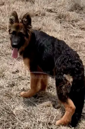 3-6 months Male Purebred German Shepherd