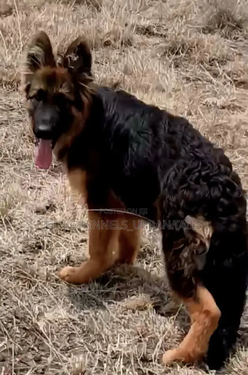 3-6 months Male Purebred German Shepherd