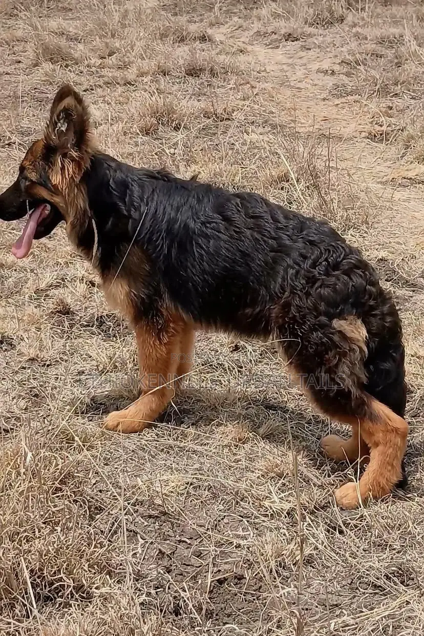 3-6 months Male Purebred German Shepherd