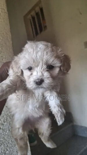 Photo - 1-3 months Male Purebred Maltese