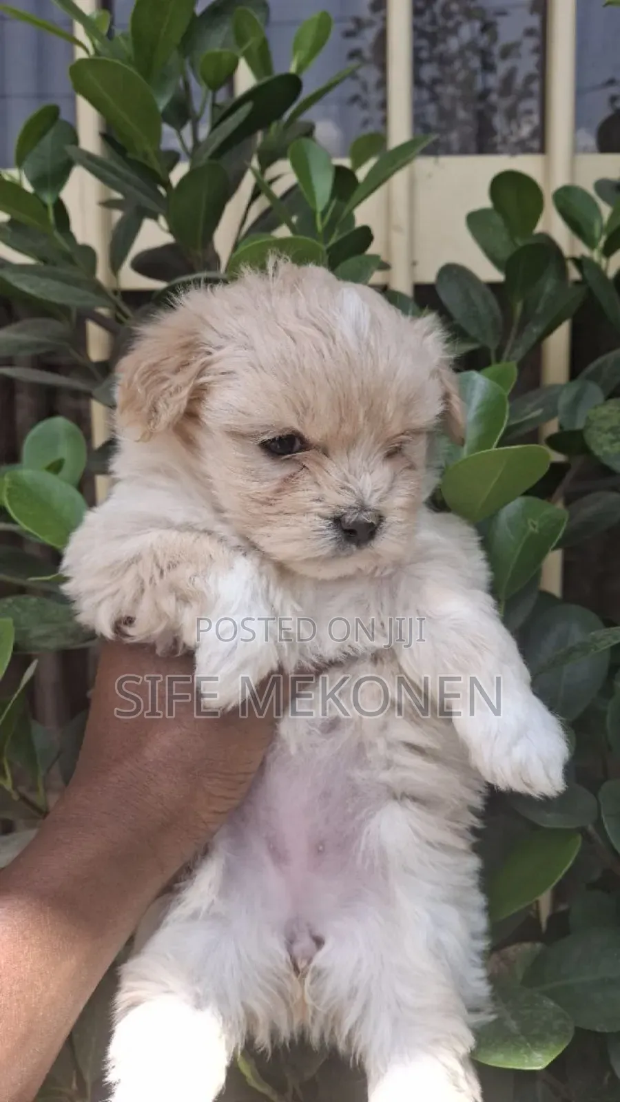 1-3 months Male Purebred Maltese