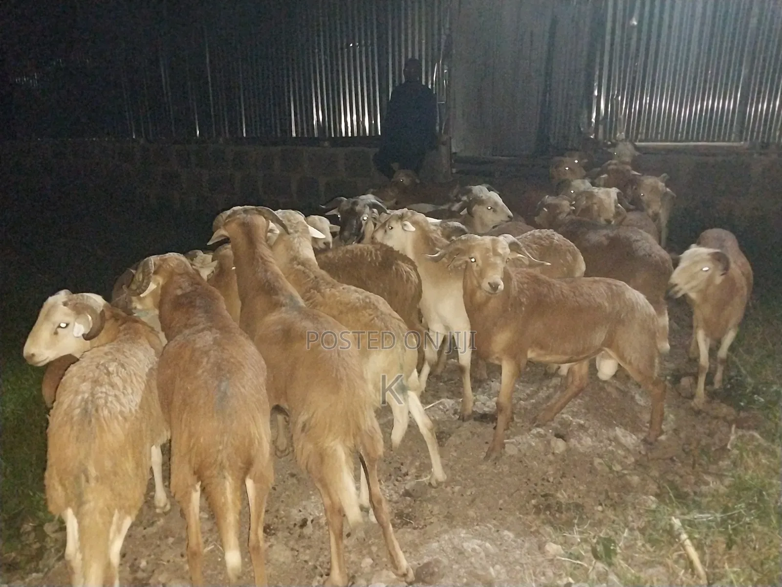 We Supply Goat and Sheep