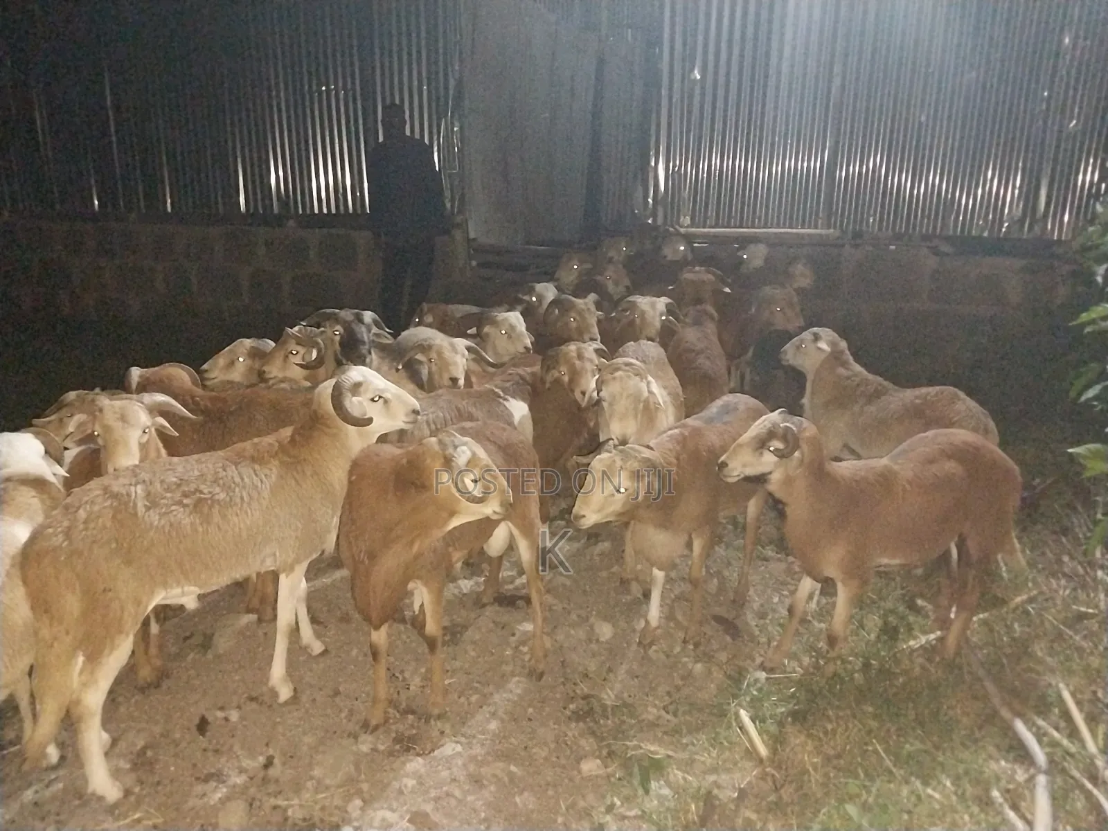 We Supply Goat and Sheep