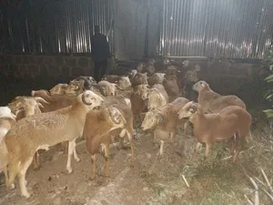 We Supply Goat and Sheep