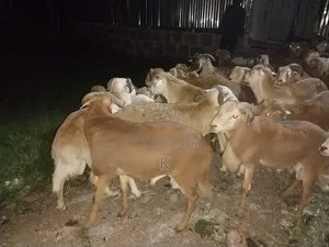We Supply Goat and Sheep