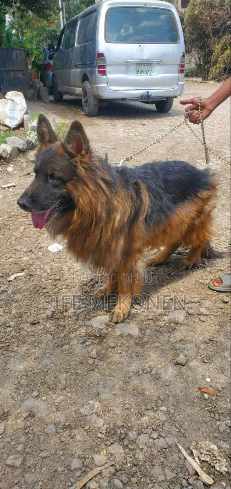 1-3 months Male Purebred German Shepherd