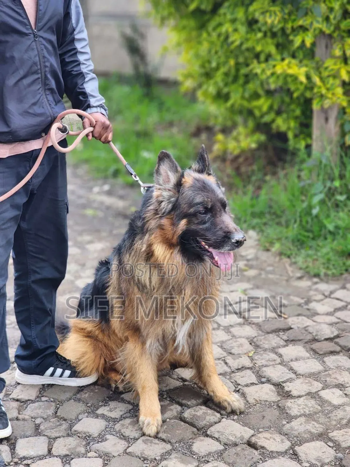 1-3 months Male Purebred German Shepherd