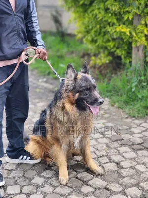 1-3 months Male Purebred German Shepherd