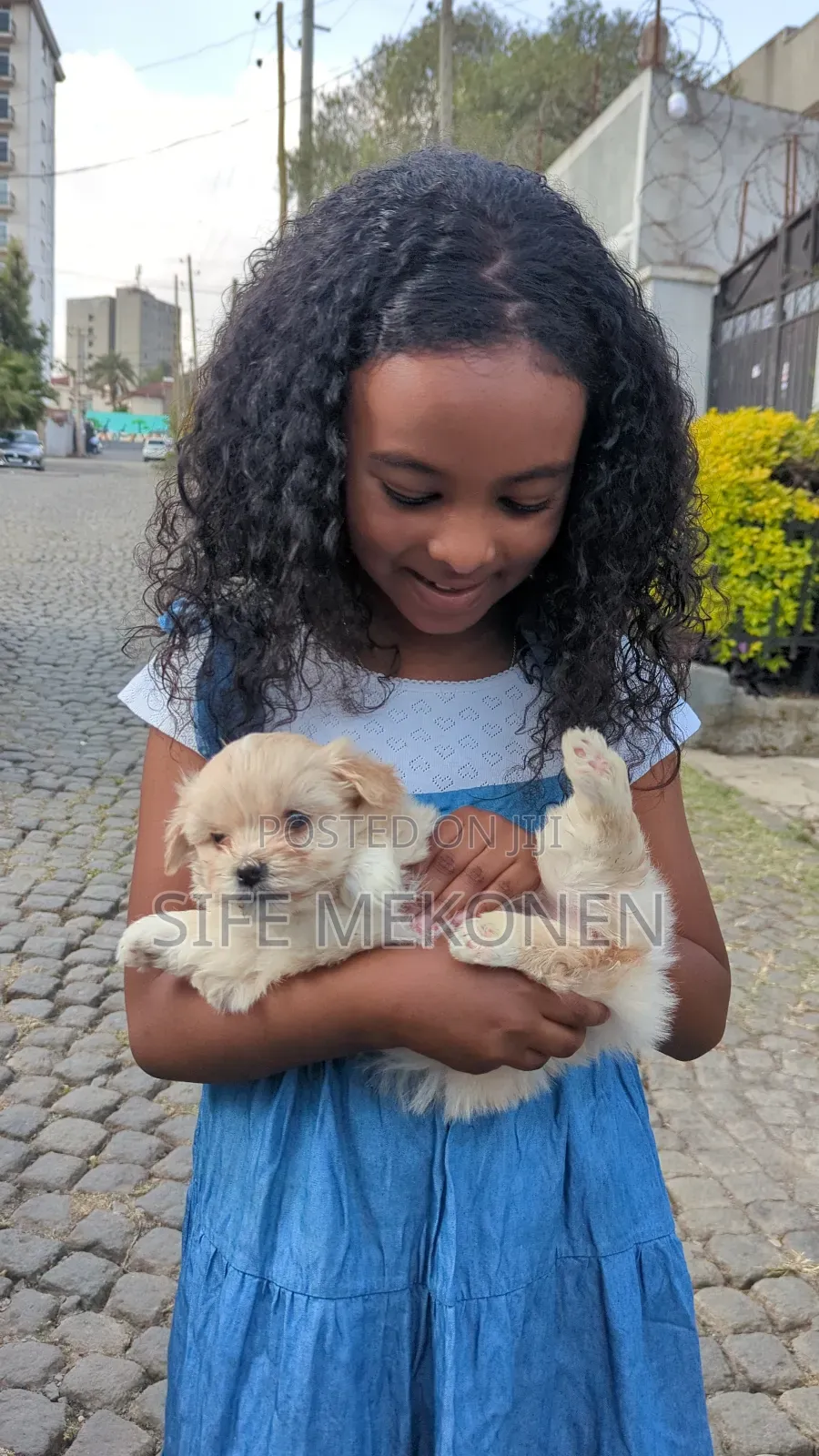 1-3 months Male Purebred Maltese