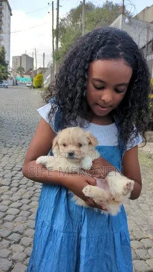 1-3 months Male Purebred Maltese