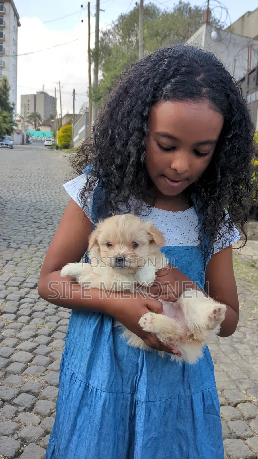 1-3 months Male Purebred Maltese