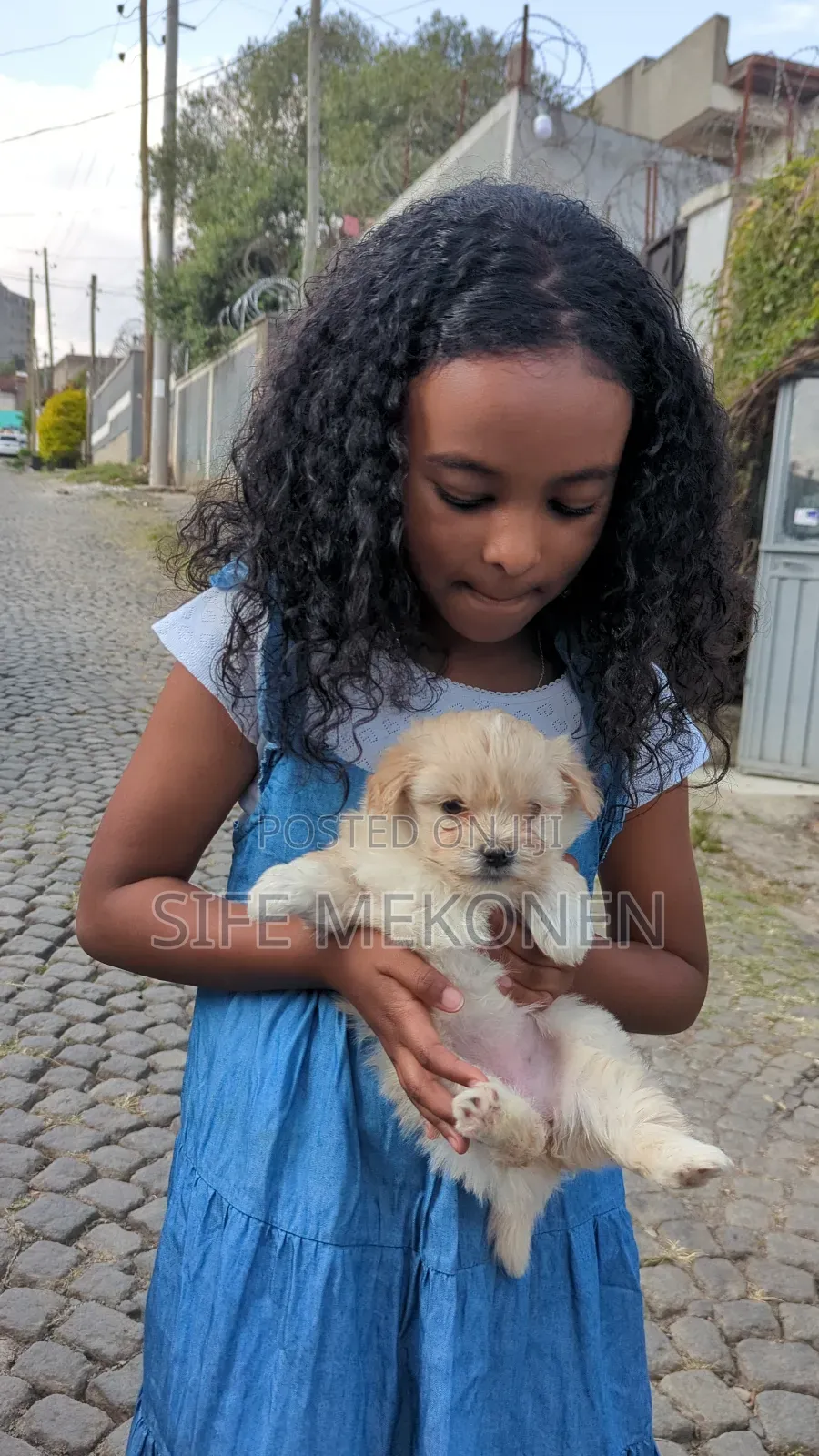 1-3 months Male Purebred Maltese