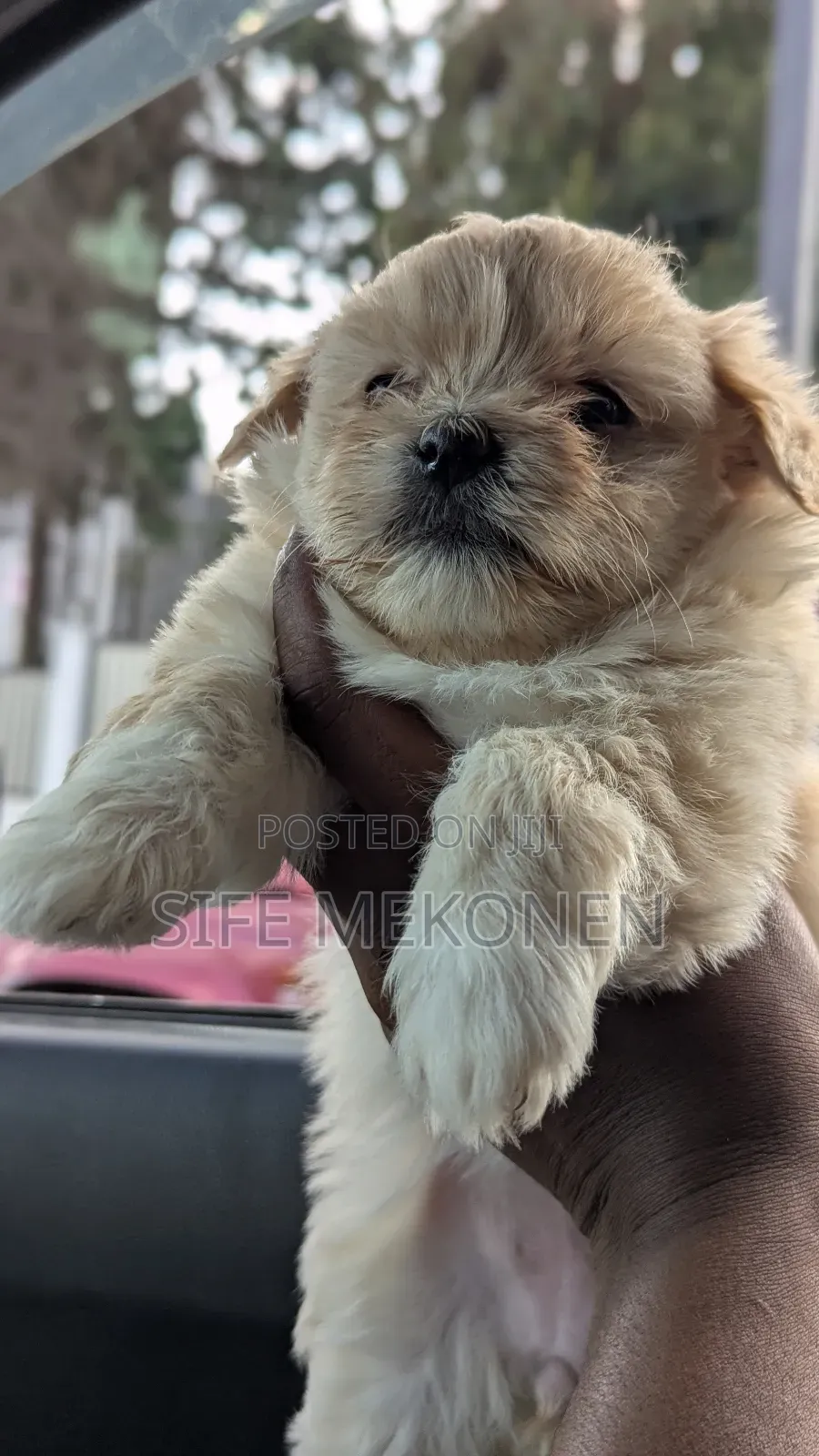 1-3 months Male Purebred Maltese