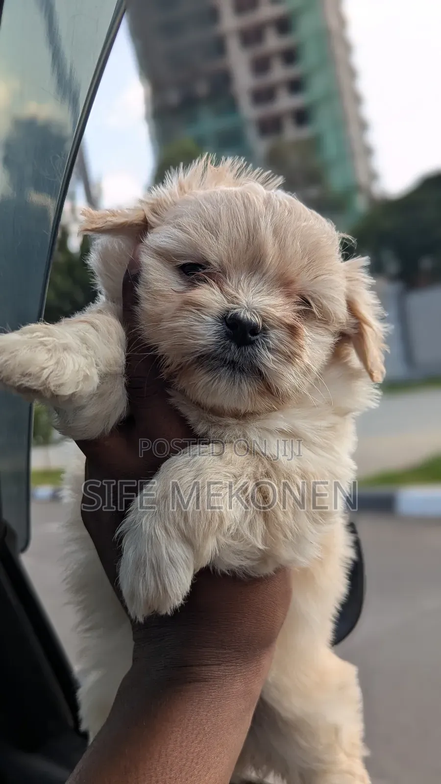 1-3 months Male Purebred Maltese
