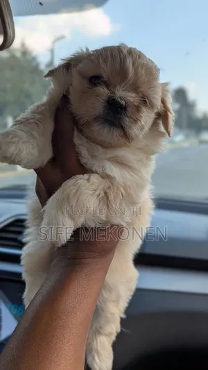 1-3 months Male Purebred Maltese