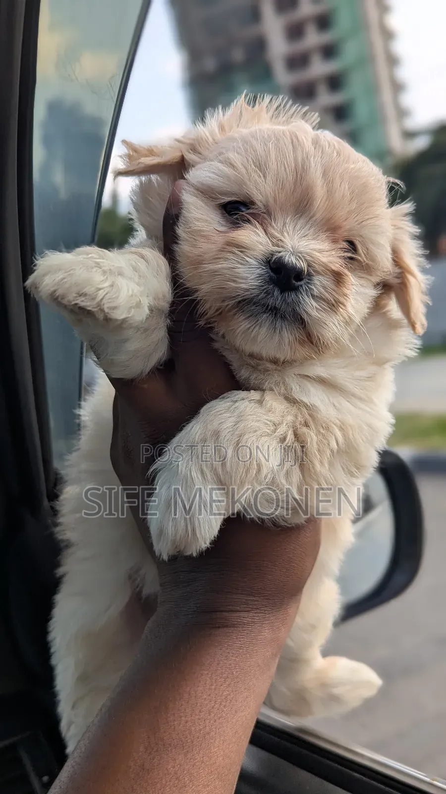 1-3 months Male Purebred Maltese
