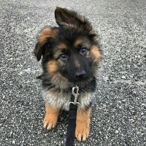 1-3 months Male Purebred German Shepherd