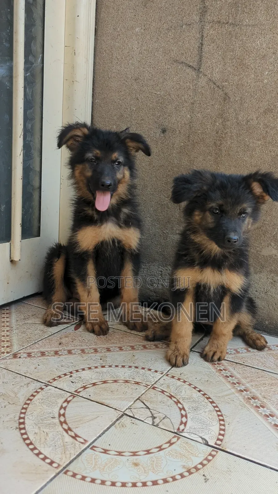 1-3 months Male Purebred German Shepherd