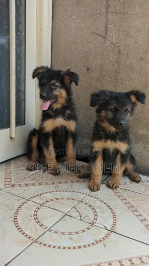 1-3 months Male Purebred German Shepherd