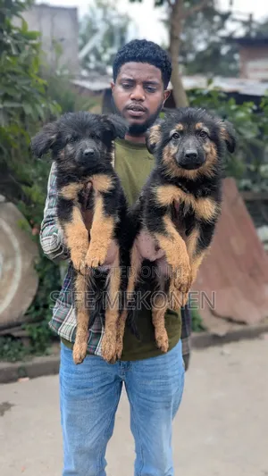 Photo - 1-3 months Male Purebred German Shepherd