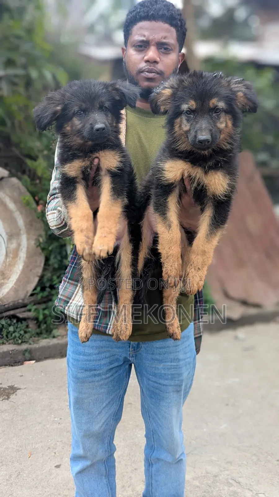 1-3 months Male Purebred German Shepherd