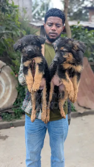 1-3 months Male Purebred German Shepherd