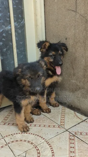 Photo - 1-3 months Male Purebred German Shepherd