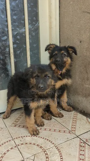 1-3 months Male Purebred German Shepherd