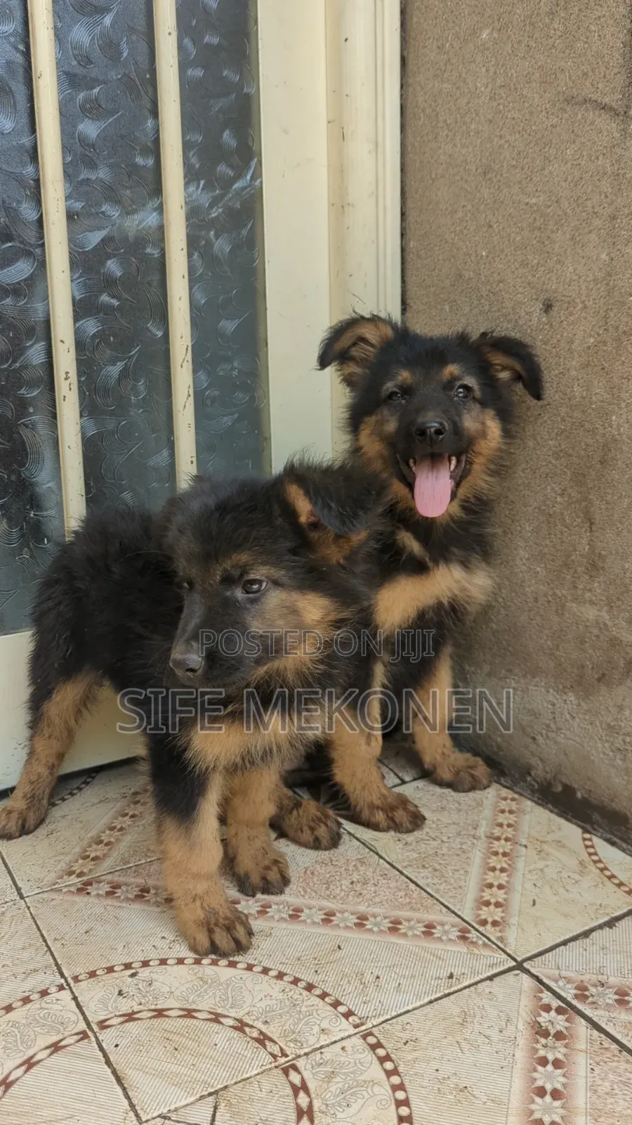 1-3 months Male Purebred German Shepherd