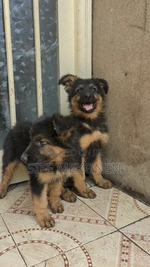 1-3 months Male Purebred German Shepherd
