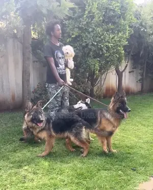 Photo - 1-3 months Female Purebred German Shepherd