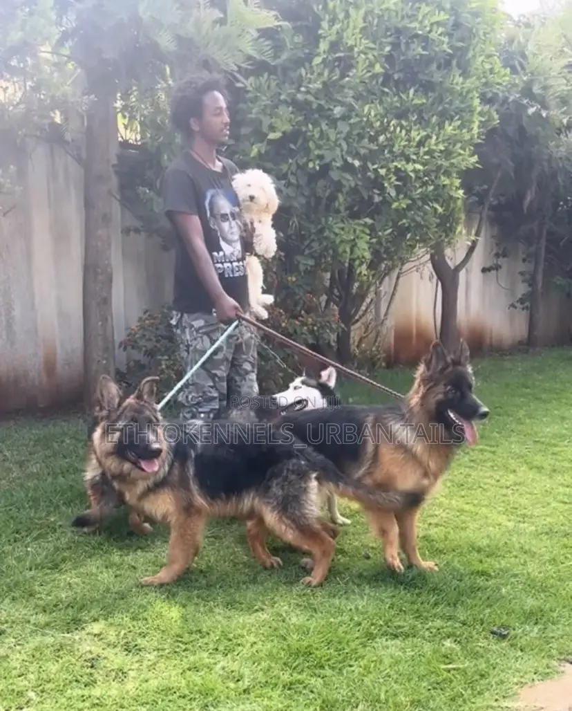 1-3 months Female Purebred German Shepherd