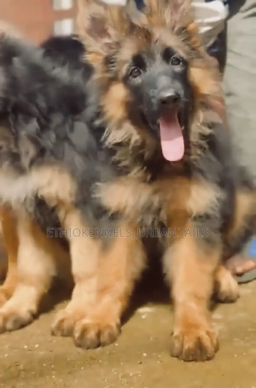 1-3 months Female Purebred German Shepherd