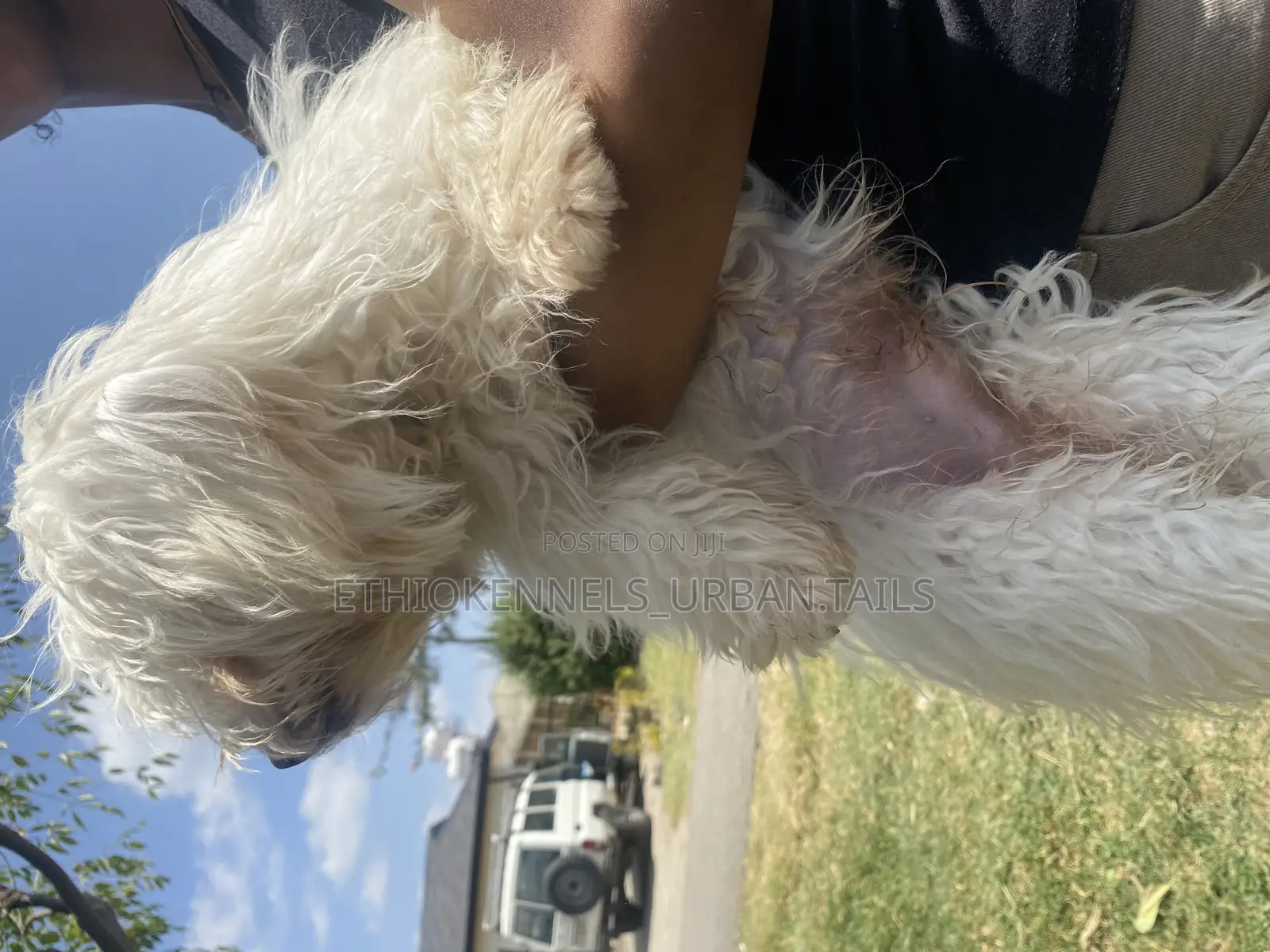 1-3 months Female Purebred Maltese