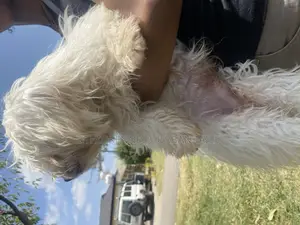 1-3 months Female Purebred Maltese