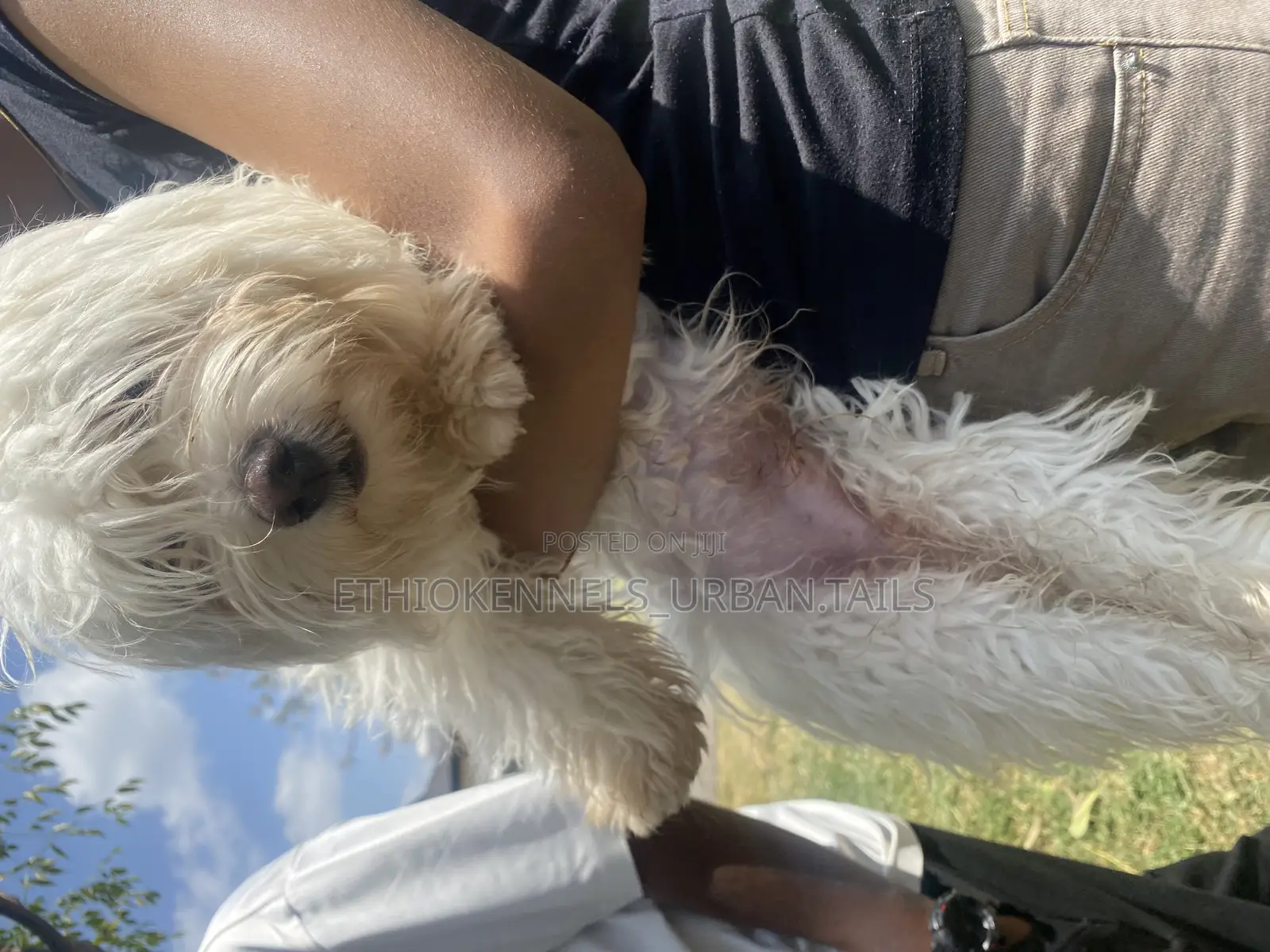 1-3 months Female Purebred Maltese