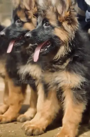 Photo - 1-3 months Male Purebred German Shepherd