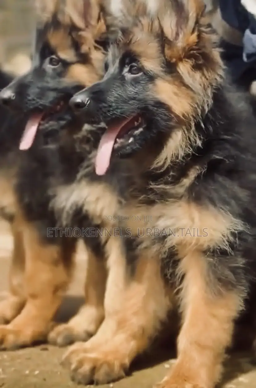 1-3 months Male Purebred German Shepherd