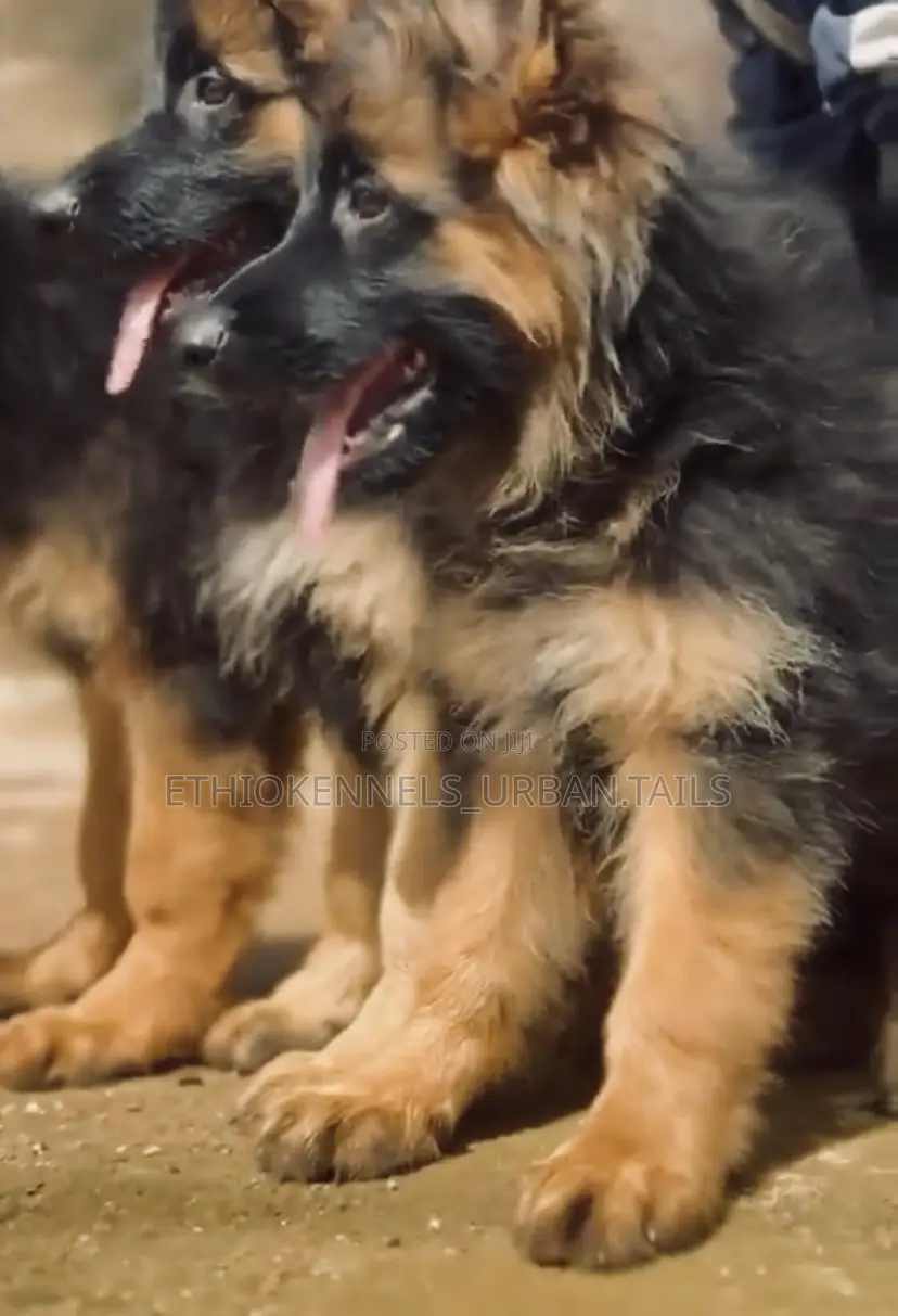 1-3 months Male Purebred German Shepherd