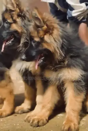 1-3 months Male Purebred German Shepherd