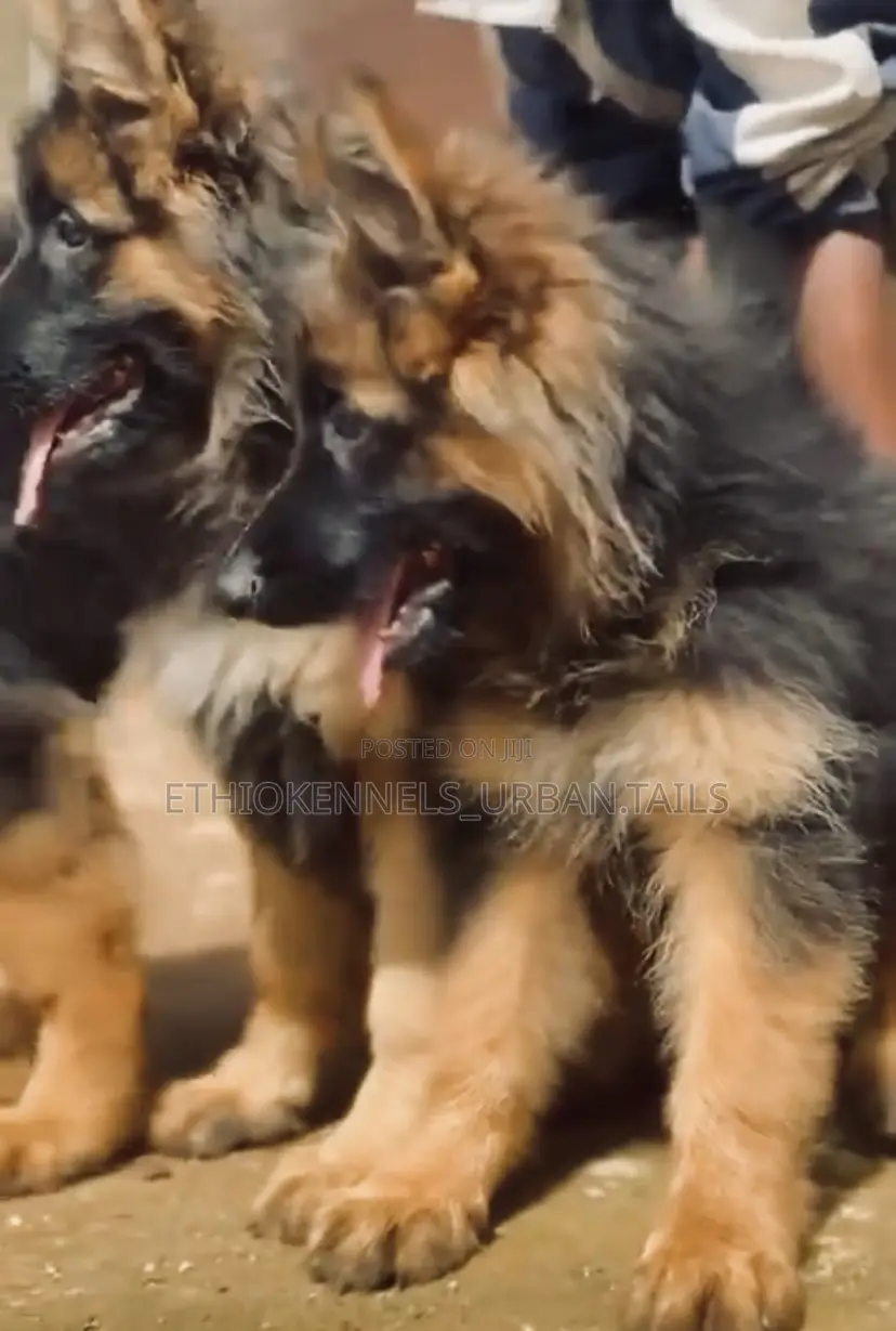 1-3 months Male Purebred German Shepherd