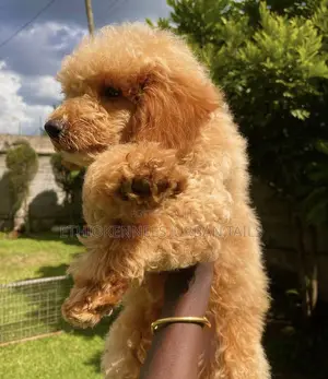 1-3 months Male Mixed Breed Maltipoo