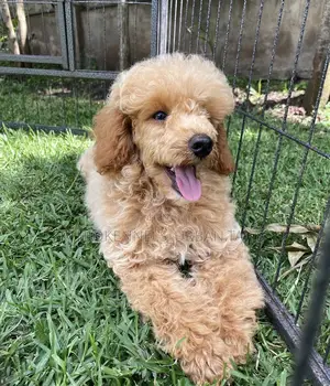 1-3 months Male Mixed Breed Maltipoo