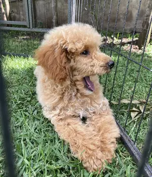 1-3 months Male Mixed Breed Maltipoo