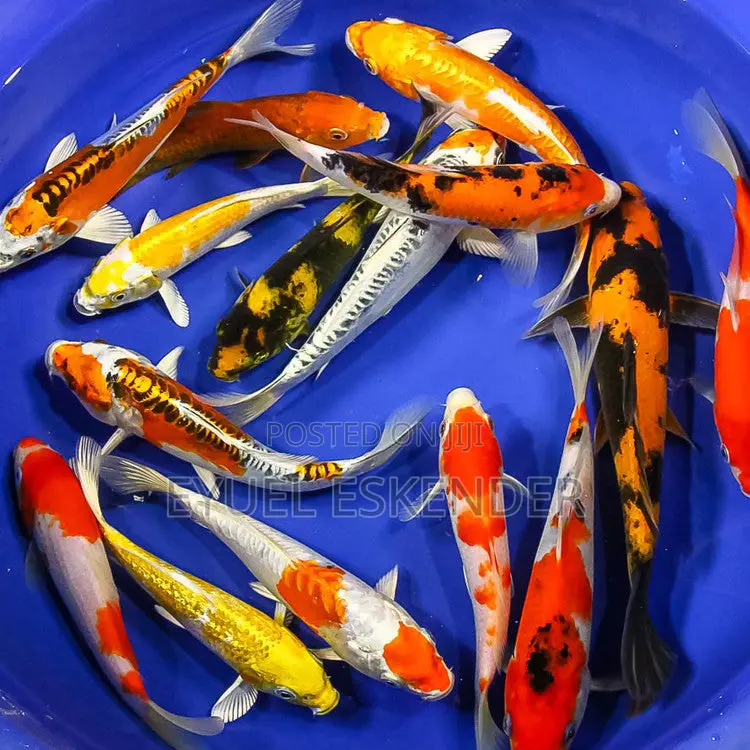 Fancy Koi Fish ቆንጆ ቆንጆ ለሳሎንና ቢሮ የሚሆኑ