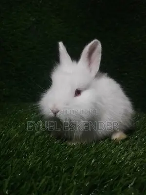 Photo - የሚያማምሩ የሳሎን ጌጥ የሆኑ ጥንቸሎች