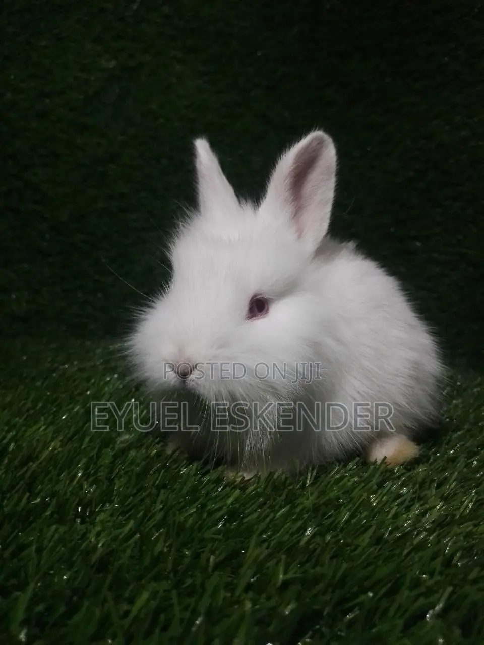 የሚያማምሩ የሳሎን ጌጥ የሆኑ ጥንቸሎች