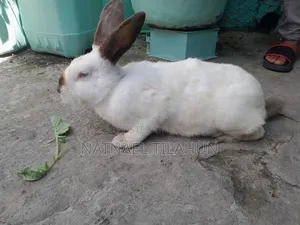 Photo - ጥንቸል Rabbit