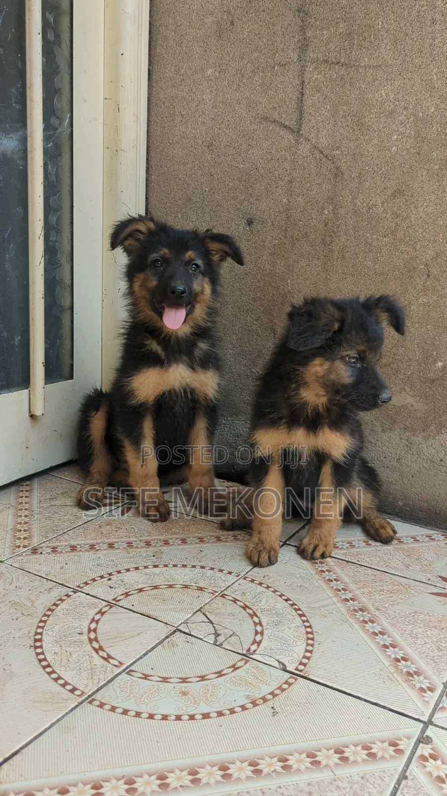 1-3 months Male Purebred German Shepherd