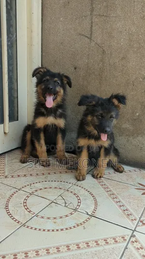 Photo - 1-3 months Male Purebred German Shepherd